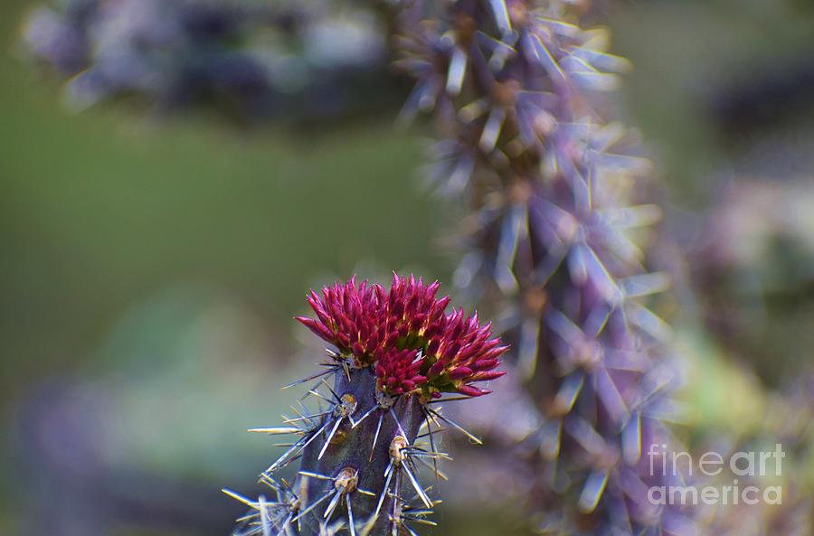 Purple Staghorn and Its Buds Photograph by Janet Marie