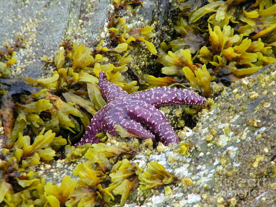 Purple StarFish Photograph by Steve Speights