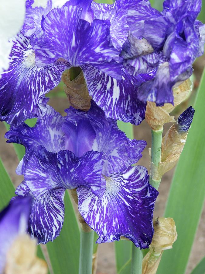 Purple Striped Iris Photograph by Michelle Mahnke