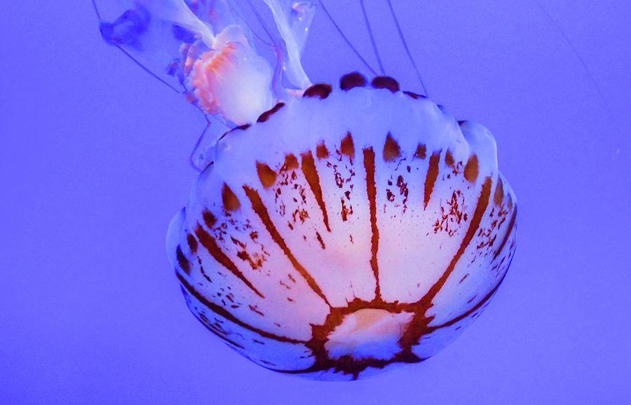 Purple Striped Jelly Fish Photograph by Ann Moore