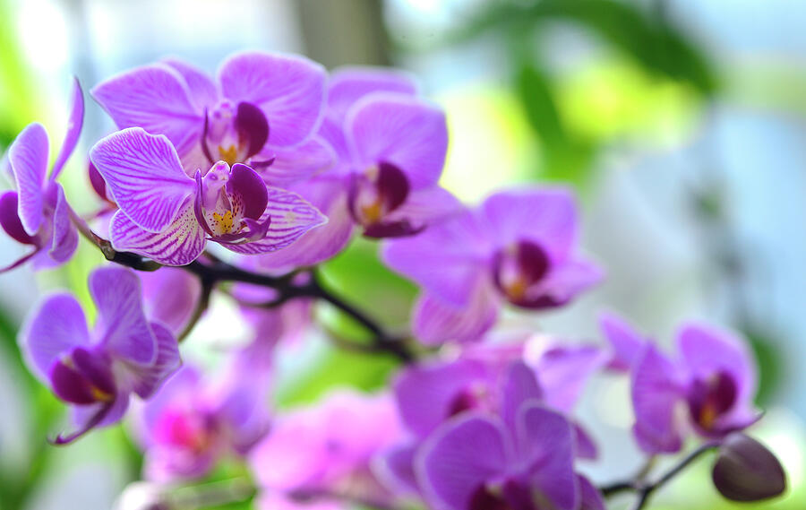 Flower Photograph - Purple Striped Orchids  by David Saunders