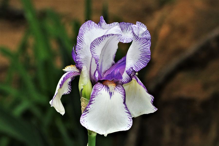 Purple Striped White Iris  Photograph by Sheila Brown