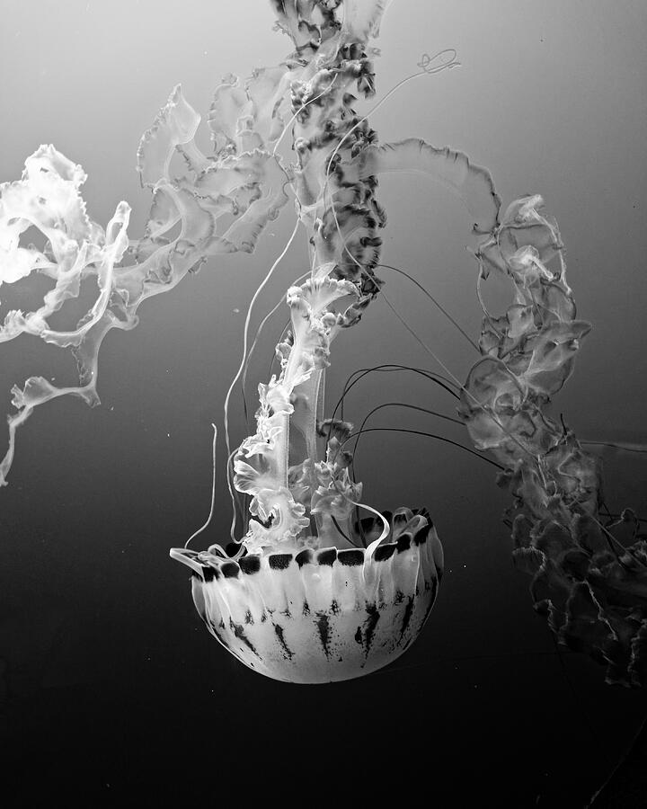 Purple-Stripes in Black and White Photograph by KJ Swan Purple-Stripes in Black and White Photograph by KJ Swan