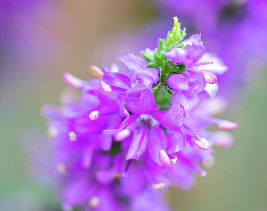 Purple Summer Flower Photograph by Brian Howerton