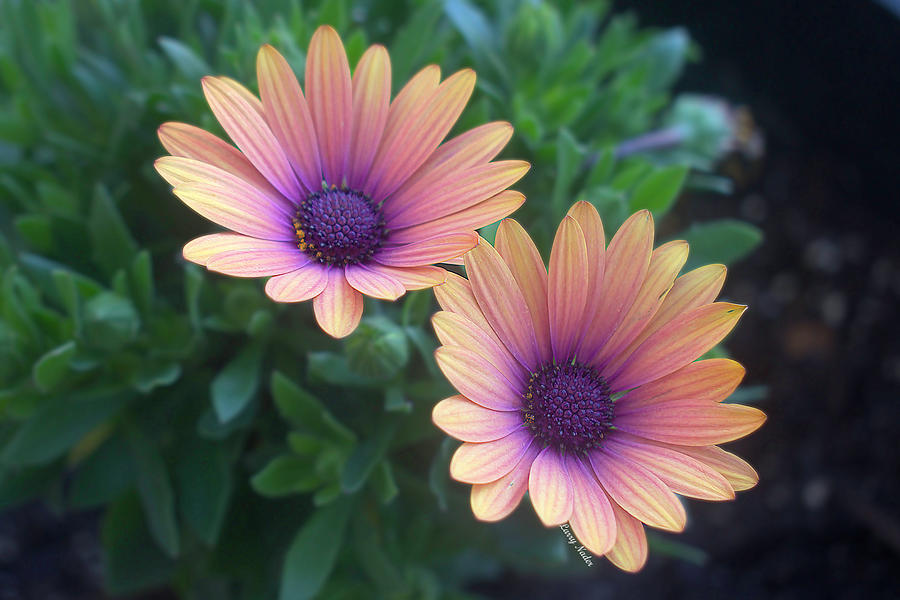 Purple Sun Osteospermum Digital Art by Larry Nader - Pixels