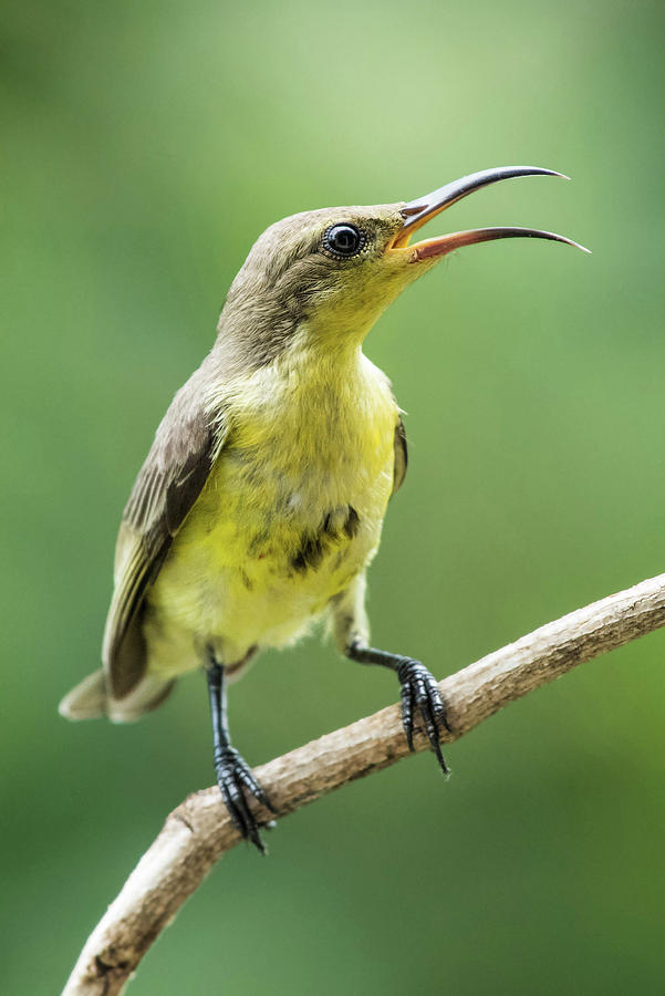 Purple Sunbird Photograph by Nabajit Choudhury - Fine Art America