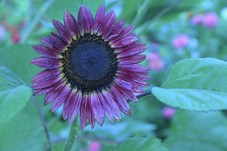 Purple Sunflower Photograph by Tubesing - Fine Art America