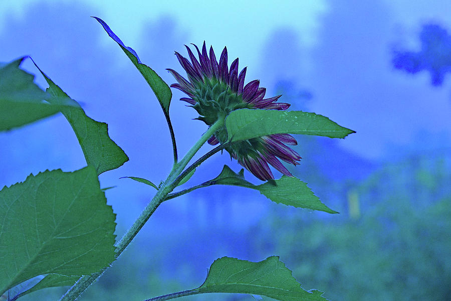 Purple Sunflower Silhouette Photograph