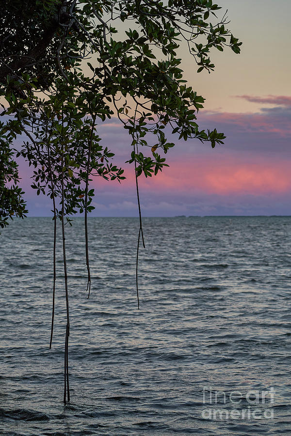 Purple Sunrise Photograph by Brian Kamprath
