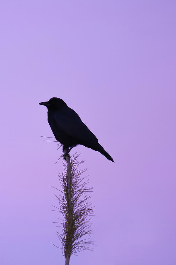 Purple Sunrise Crow Photograph by Brook Burling