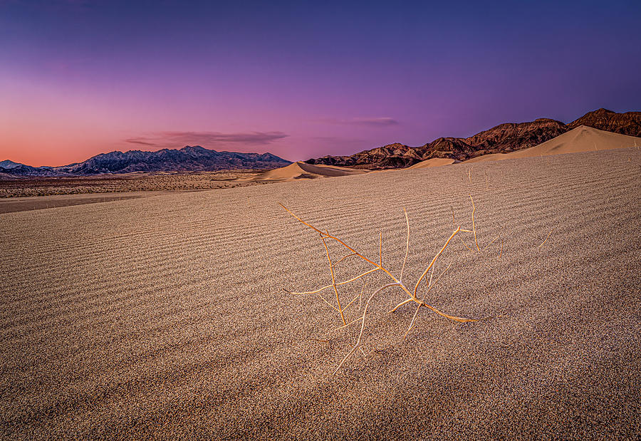 Purple Sunset Ibex Dunes Photograph by David Downs