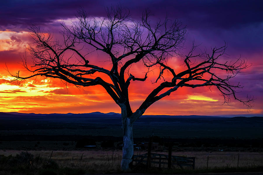 Purple Sunset with the Taos Tree Photograph by Elijah Rael