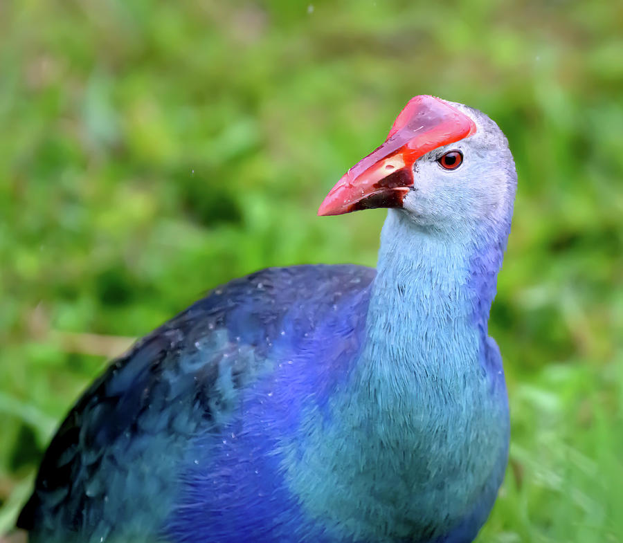 Purple Swamphen Photograph by Angie Mossburg