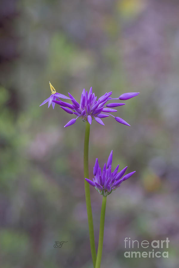 Purple Tassels - Sowerbaea laxiflora 2 Photograph by Elaine Teague