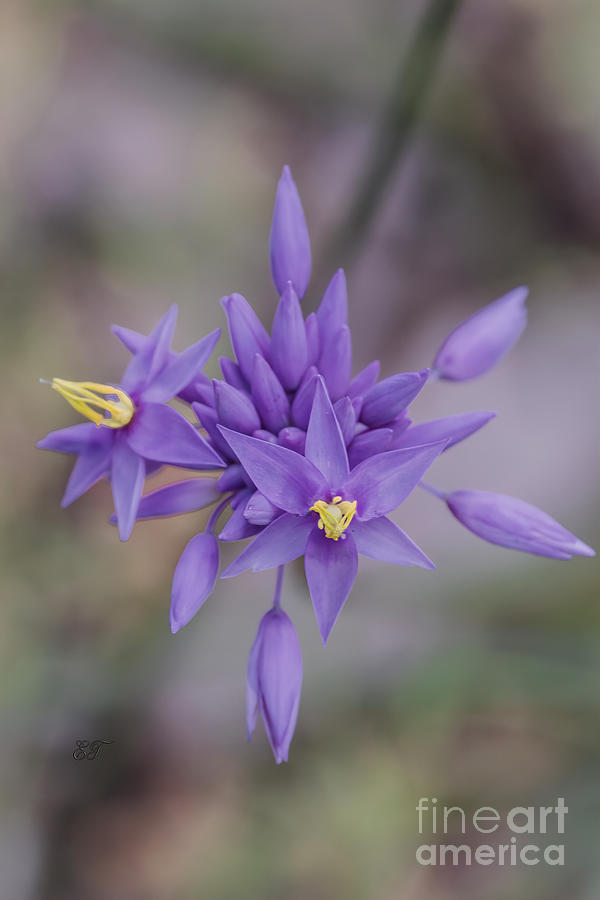 Purple Tassels - Sowerbaea laxiflora Photograph by Elaine Teague