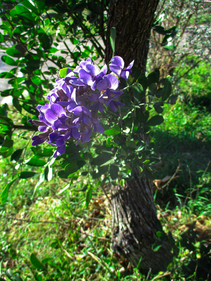 Purple Texas Mountain Laurel Photograph by W Craig Photography