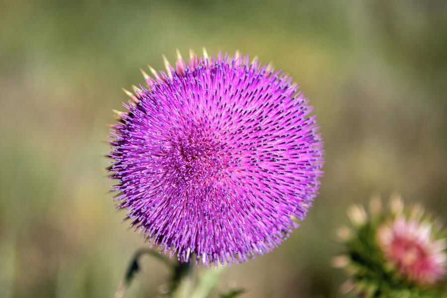Vibrant Thistle Close-Up Photograph - Purple Thistle by Diane Moller