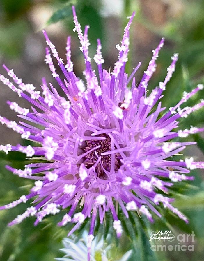 Purple Thistle Flower 2 Photograph by CAC Graphics