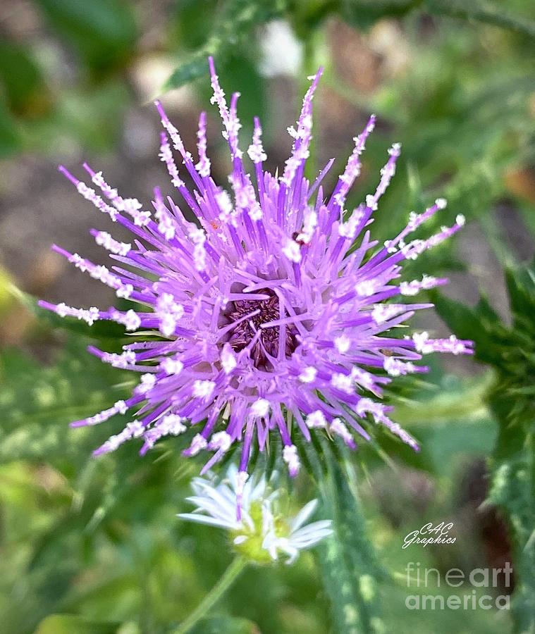 Purple Thistle Flower Photograph by CAC Graphics