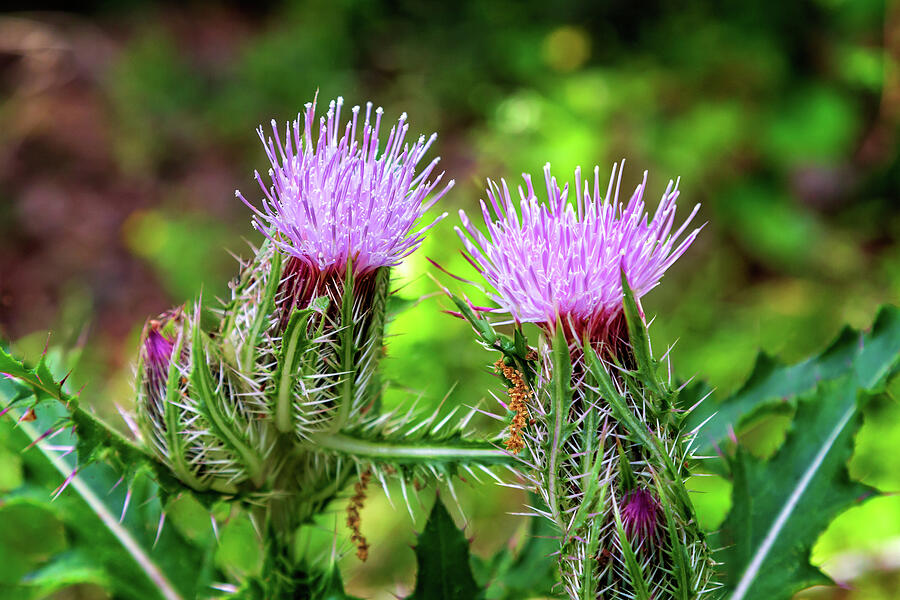 Purple Thistle Flowers Photograph by James Eddy Purple Thistle Flowers Photograph by James Eddy