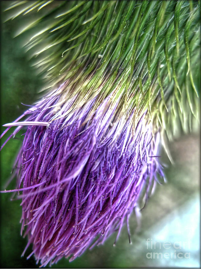 Purple Thistle.. Photograph by Jolanta Anna Karolska
