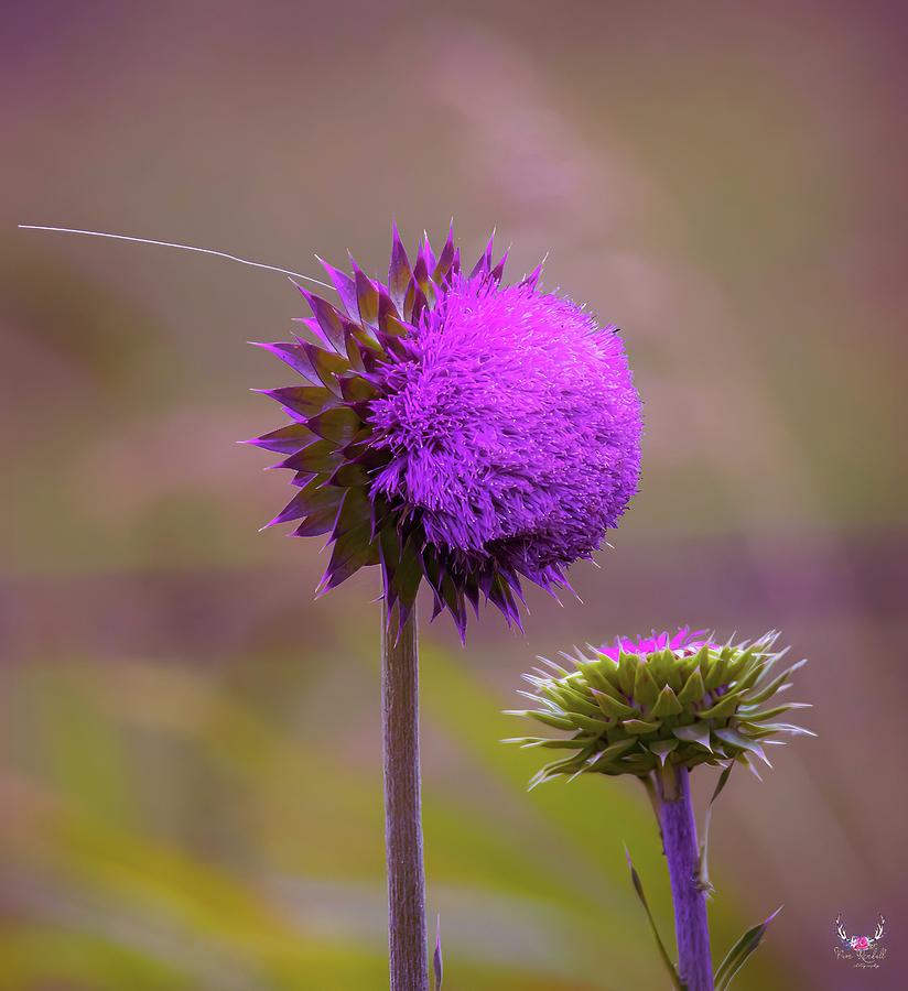 Purple Thistle Photograph by Pam Rendall