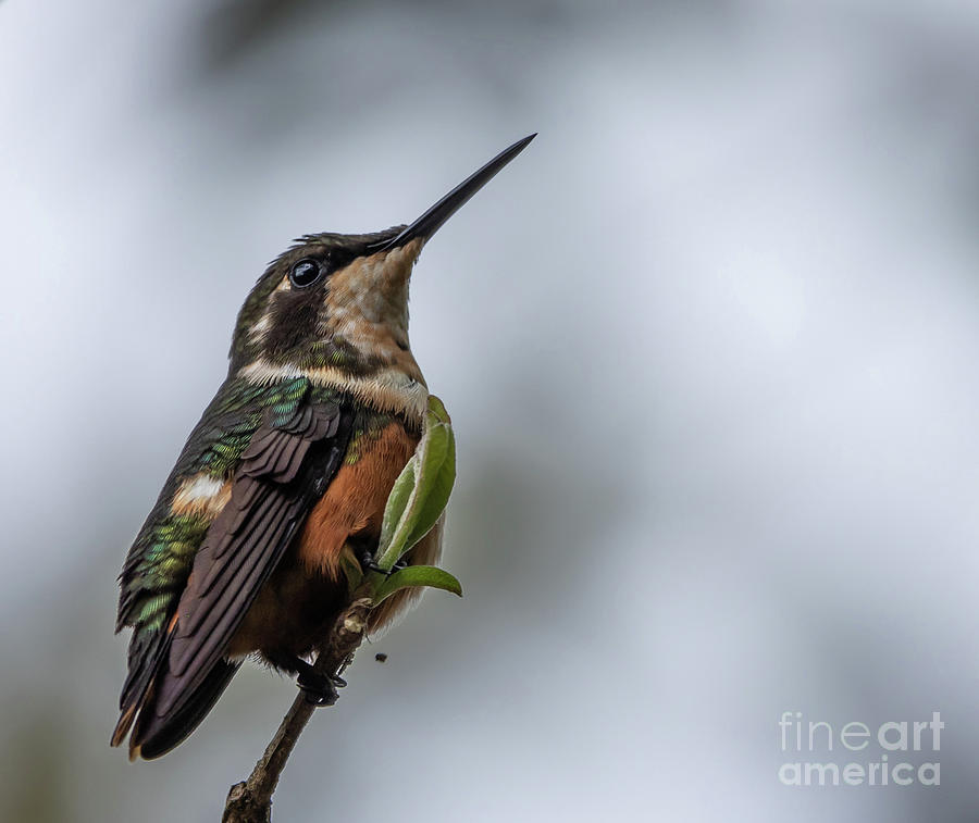 Hummingbird Photograph - Purple-Throated Woodstar Female by Eva Lechner
