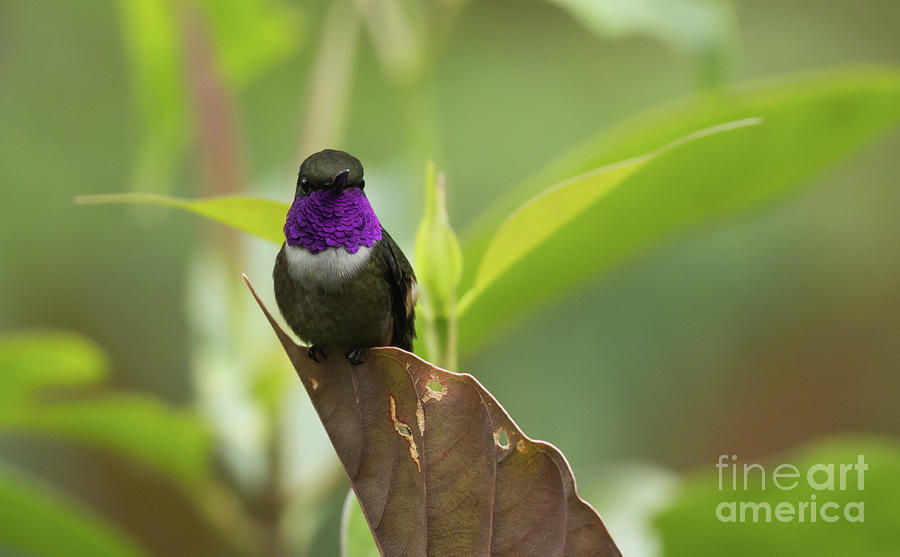Hummingbird Photograph - Purple-Throated Woodstar on a Leaf by Eva Lechner