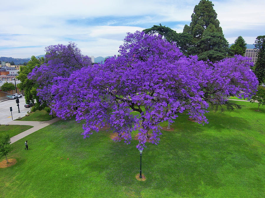 Purple Tree of Pleasure Photograph by Marcus Jones