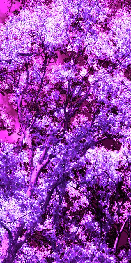 Purple Trees Digital Art by Dave Turner