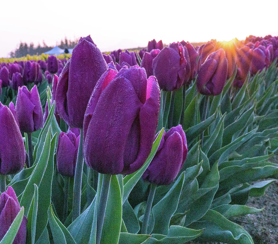 Purple Tulip At Sunrise Photograph