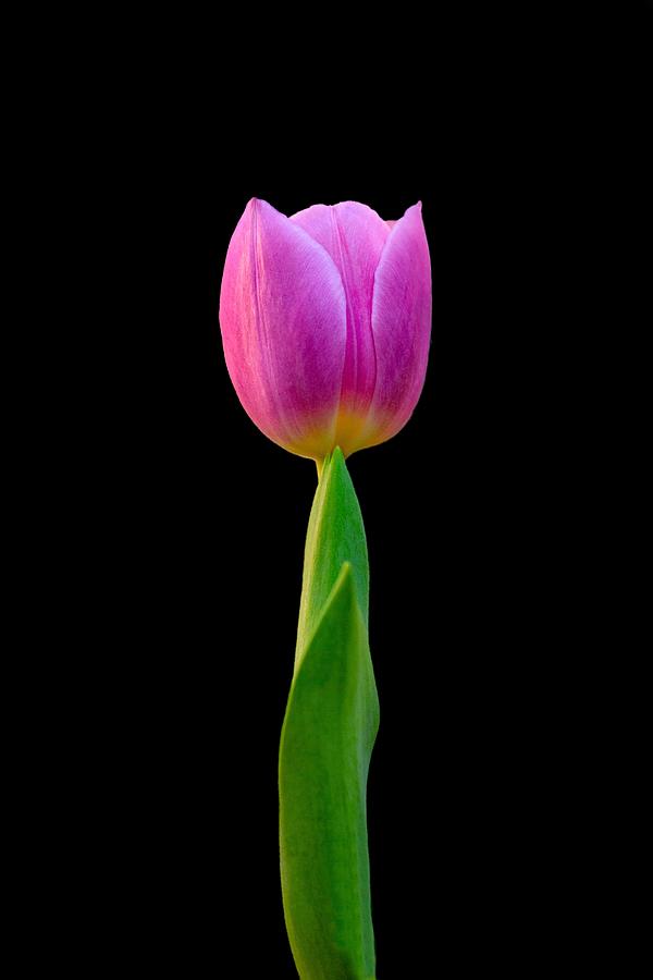Purple Tulip Photograph by Bj S