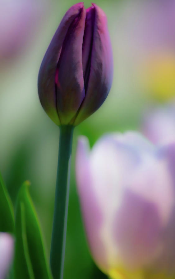Purple Tulip Bud Photograph by Joan Han