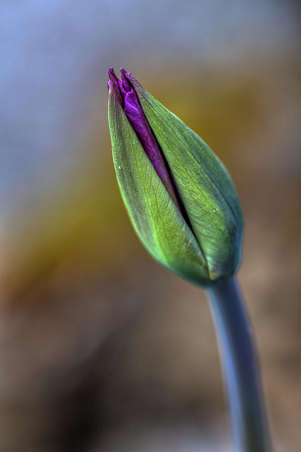 Purple Tulip Bud Photograph by Paul Freidlund