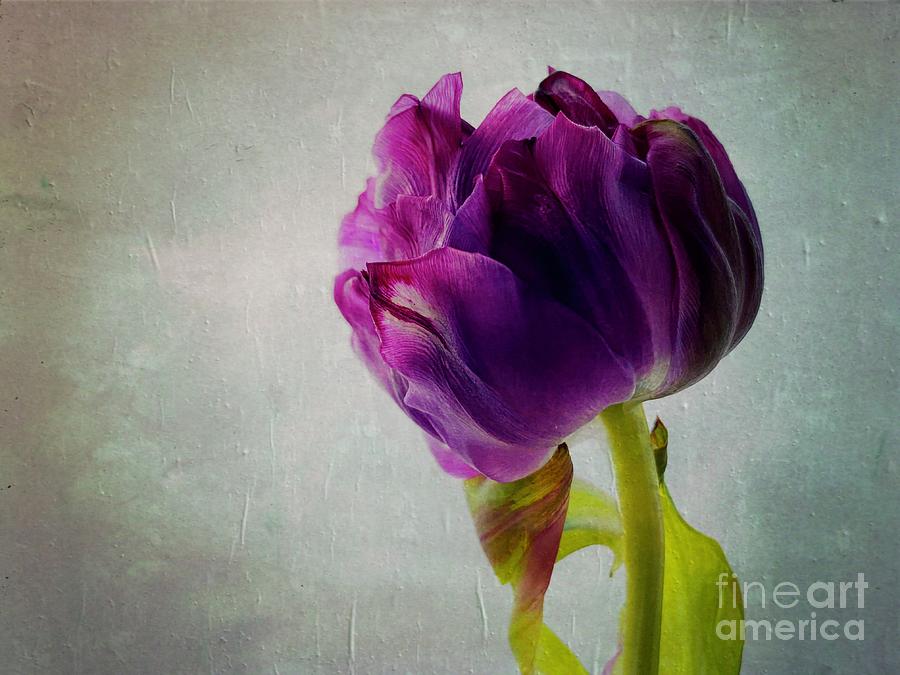 Tulip Photograph - Purple Tulip by Christine Mignon