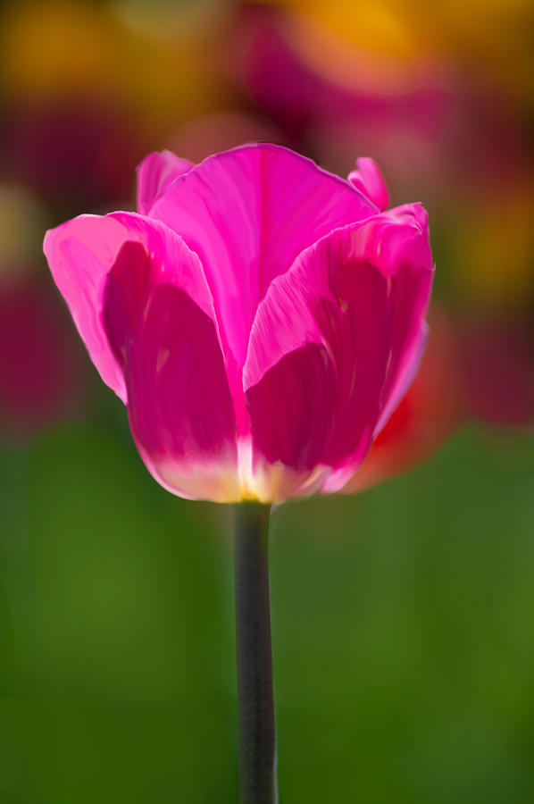 Purple Tulip II Photograph by Joan Han