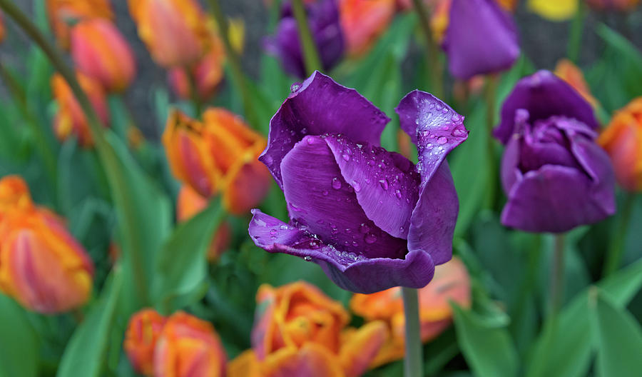 Purple Tulip In The Rain Photograph by Ina Kratzsch - Fine Art America