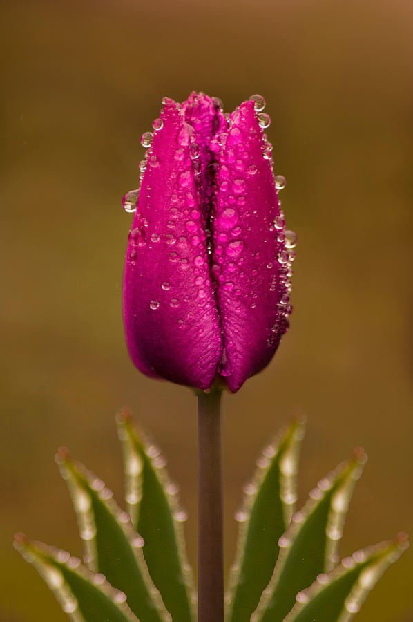 Purple Tulip Photograph by Joan Han