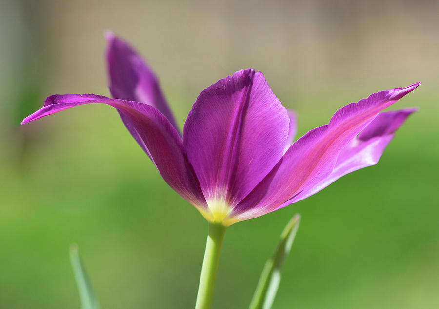 Purple Tulip Photograph by Karen Smale