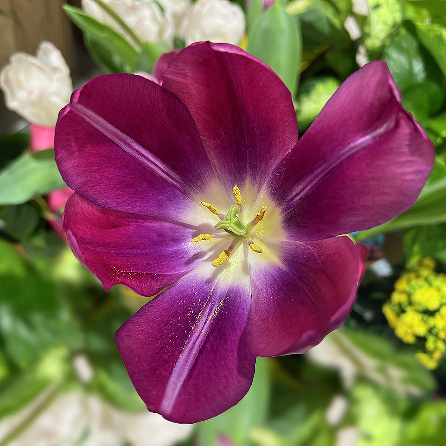 Purple Tulip Photograph by Karen Zuk Rosenblatt