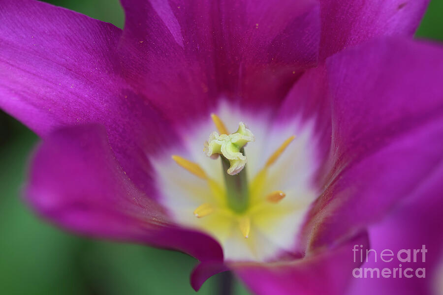 Nature Photograph - Purple Tulip  by Ruth Jolly