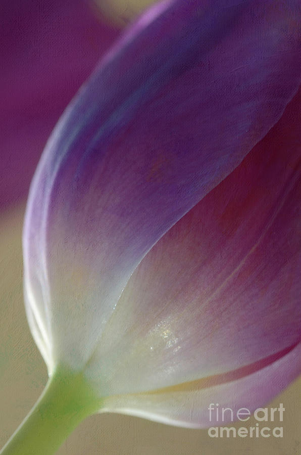 Purple Tulip Photograph by Shannon Moseley