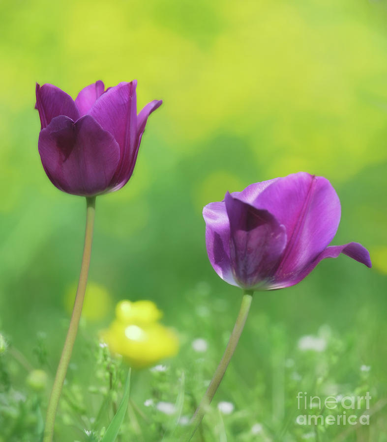 Purple Tulips And Buttercups Photograph