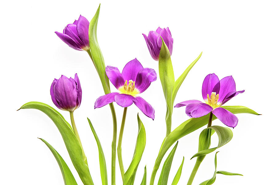 Tulip Photograph - Purple Tulips by Jacky Parker
