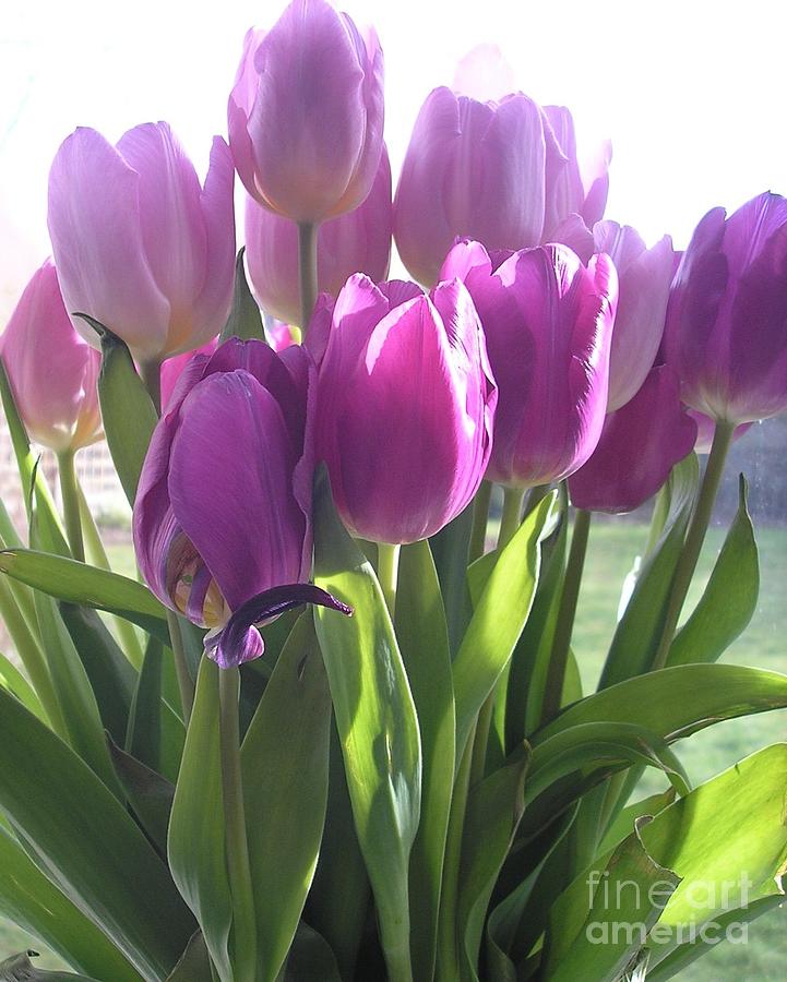 Purple Tulips Photograph by Karen Jane Jones
