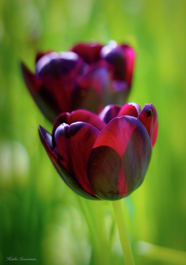 Purple Tulips Photograph by Kathi Isserman