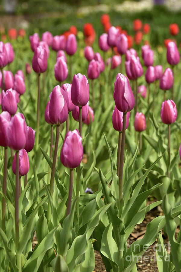 Purple Tulips Photograph by Melissa OGara