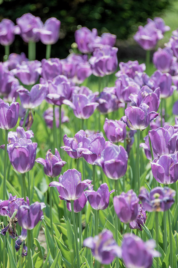 Purple Tulips Photograph by Sally Cooper