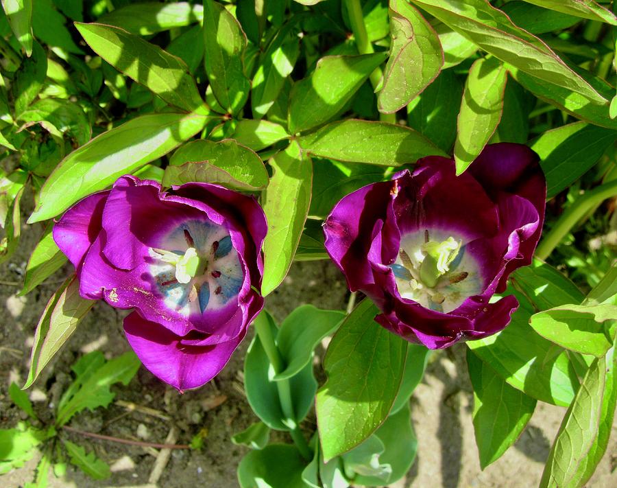 Purple tulips Photograph by Stephanie Moore