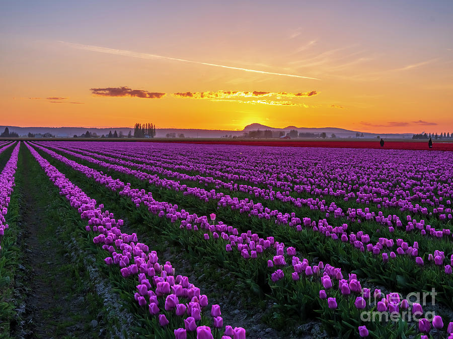Purple Tulips Sunset Photograph